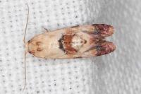 Neocochylis millierana