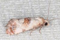 Neocochylis millierana