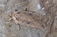 Agonopterix scopariella