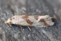 Aethes bilbaensis