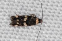 Apatema mediopallidum