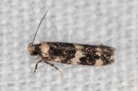 Apatema mediopallidum