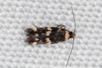 Apatema mediopallidum