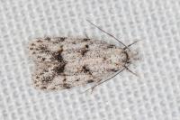 Symmoca signatella