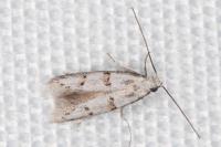 Symmocoides oxybiella