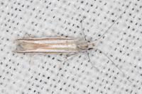 Coleophora cyrniella