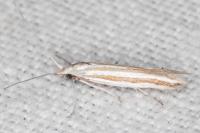 Coleophora cyrniella