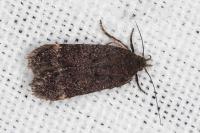 Anacampsis scintillella