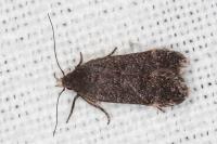 Anacampsis scintillella