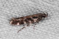 Aristotelia