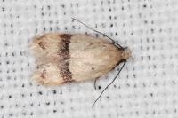 Odites kollarella