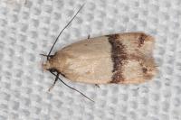 Odites kollarella