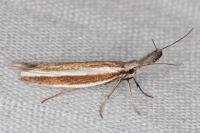 Pleurota aristella