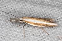 Pleurota aristella