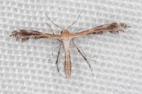 Stangeia siceliota