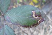 Stigmella aurella