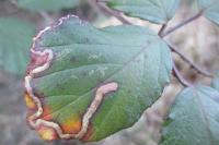 Stigmella aurella