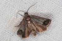 Cydia pomonella