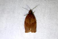 Pandemis heparana