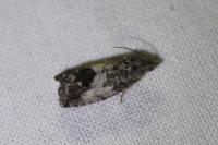 Cydia splendana