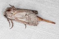 Parahypopta caestrum