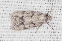 Symmoca signatella