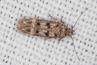 Bryotropha