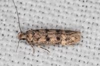Bryotropha