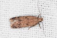 Pexicopia malvella