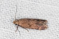 Pexicopia malvella