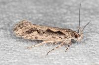 Ornativalva plutelliformis
