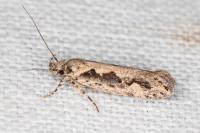 Ornativalva plutelliformis