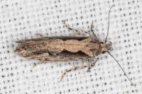 Ornativalva plutelliformis