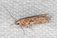 Scrobipalpa