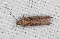 Scrobipalpa