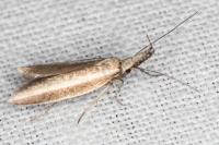 Pleurota aristella