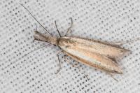 Pleurota aristella