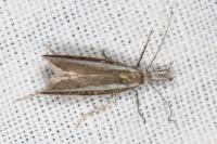 Pleurota aristella
