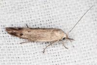Scythris inertella