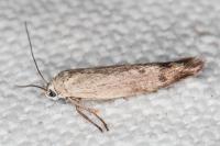 Scythris inertella