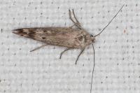 Scythris inertella