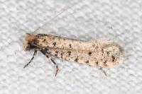 Ateliotum petrinella