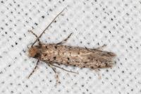 Ateliotum petrinella