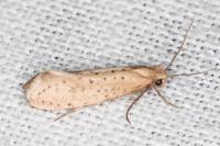 Myrmecozela ataxella