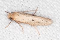 Myrmecozela ataxella