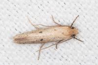 Myrmecozela ataxella