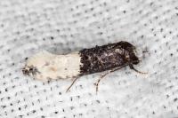 Trichophaga bipartitella