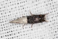 Trichophaga bipartitella