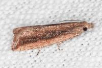 Bactra