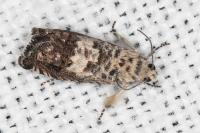 Cydia gr. succedana